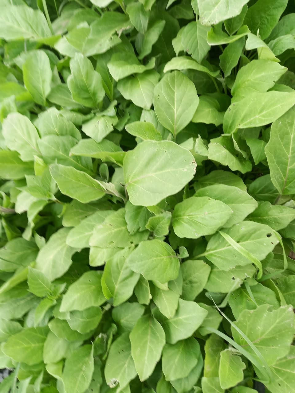 يوجد لدينا دايه باذنجان سوري وفلفل بارد وفلفل حار وأيضا بزر باميه بترا وبزر باذنجان سوري


**إذا كنت صاحب هذا الإعلان وتريد حذفه لأي سبب، رجاءا أرسل رسالة إلى الدعم الفني**