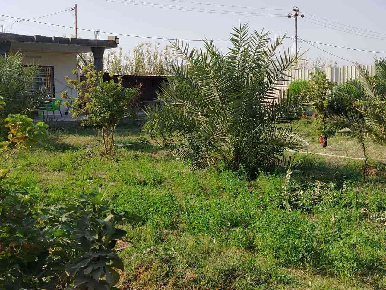 دونم ملك صرف سند ٢٥ تحويل مباشر طريق صويره جبله قرب محطة علاء يحتوي على دار استراحه حديث موقع جدا هادئ وجميل يبعد عن الشارع العام ٥٠٠ متر تبليط واصل للباب مع كافة الخدمات مزروع نخيل برحي ٣٠ ونوع مجهول ١٠ ونوعيات نادره ١٠ مع أشجار تفاح ورمان وتين وأنواع أخرى الي يرغب بشراء الاتصال بصاحب الأرض رجاءا مكلفه بلنشر 
***********
