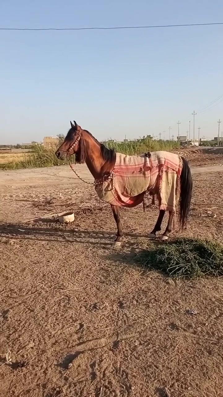 السلام عليكم حصان كحيلان العجوز مهات معروفات عمره 4 حصان خياله وصف امان من مرابط من كلشي للبيع او المراوس حسب القناعه بفرس بحصان الشراي حياه الله او يشلع اعيوني ***********  ملاحضه لاتكلي دزلي مقاطع خيالته كلشي موجود كدامك
