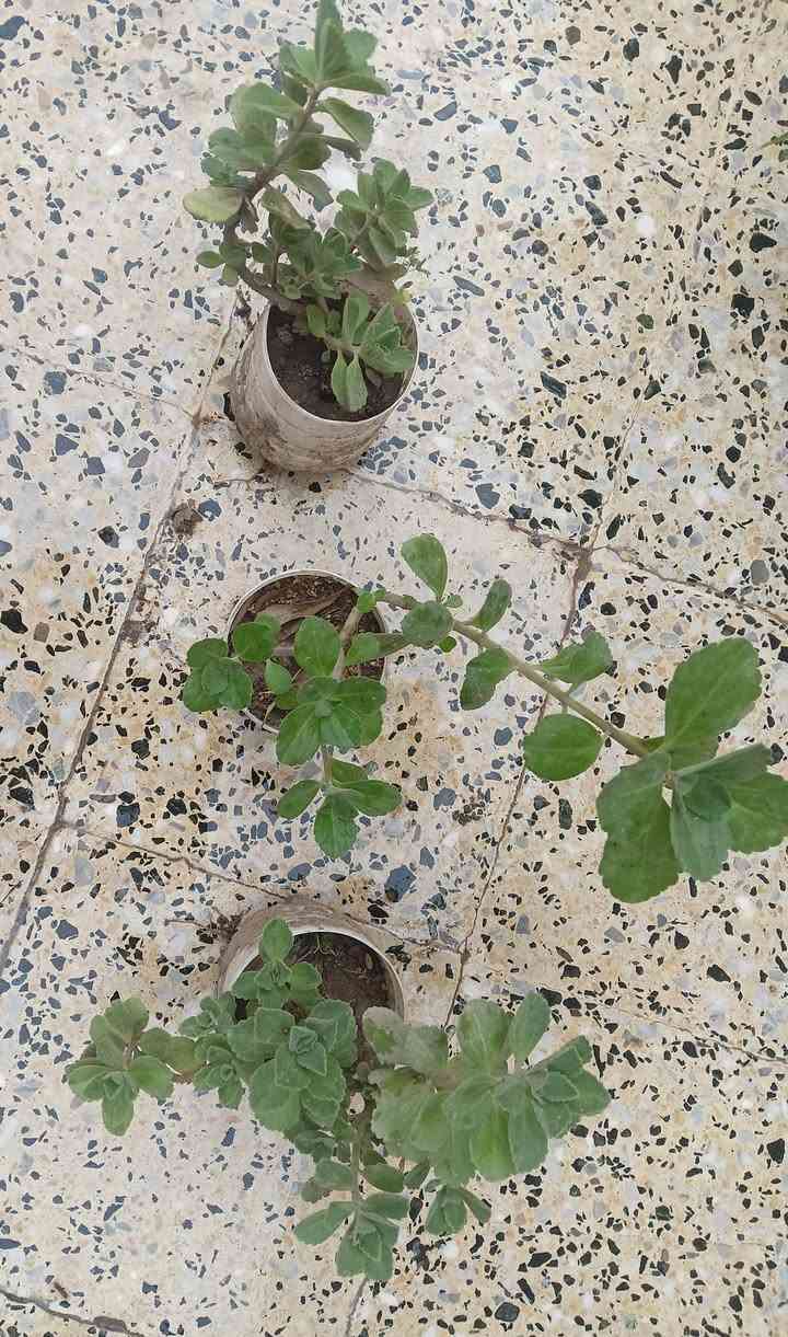 #متابعة الصفحة لمعرفة باقي العروض


**إذا كنت صاحب هذا الإعلان وتريد حذفه لأي سبب، رجاءا أرسل رسالة إلى الدعم الفني**