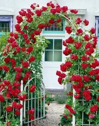 نسرين متسلق • مقاوم للحرارة • سندانه كبيرة