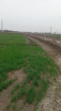 حلة وردية • ٧ دونم • طابو زراعي