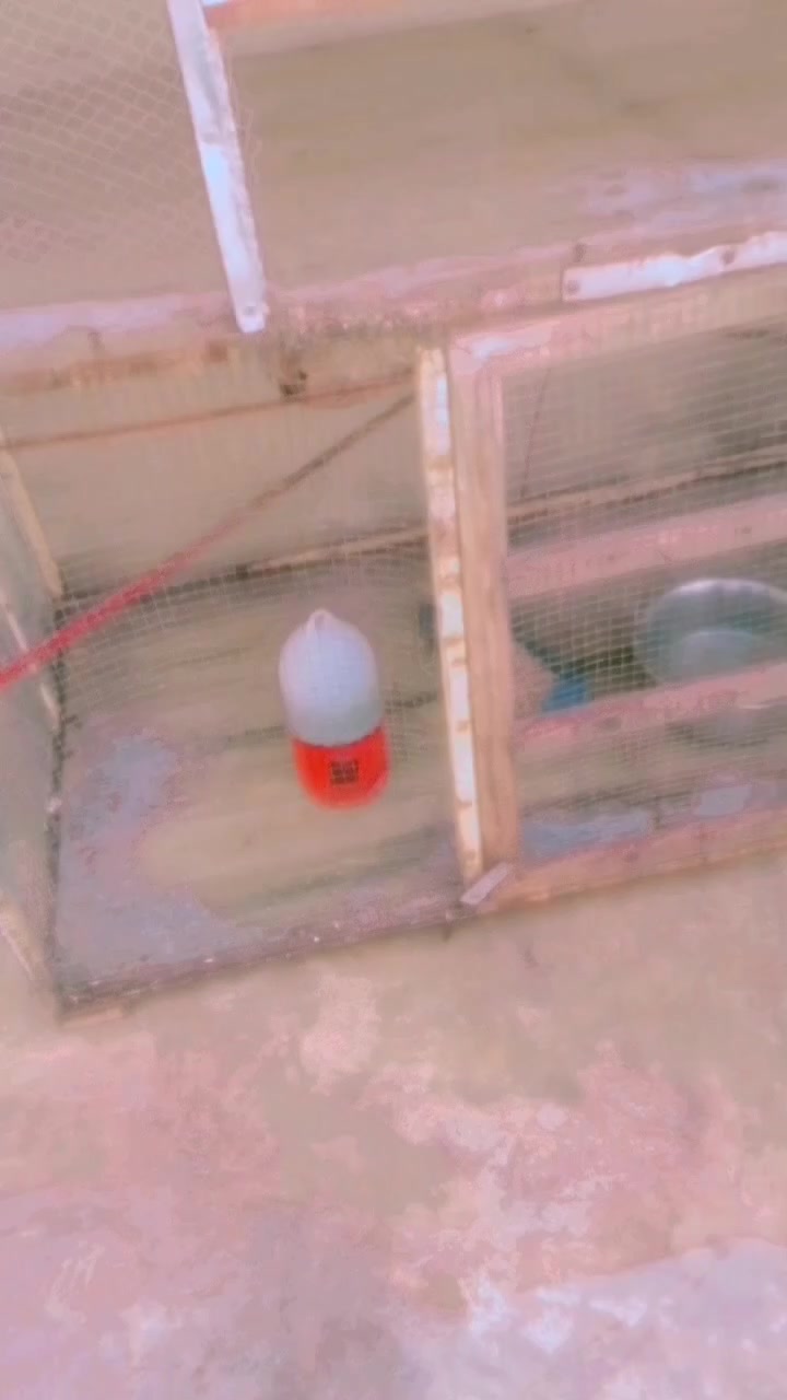 قفص كلش كبير عوزه بس تور عسره ٤٠بيه مجال


**إذا كنت صاحب هذا الإعلان وتريد حذفه لأي سبب، رجاءا أرسل رسالة إلى الدعم الفني**