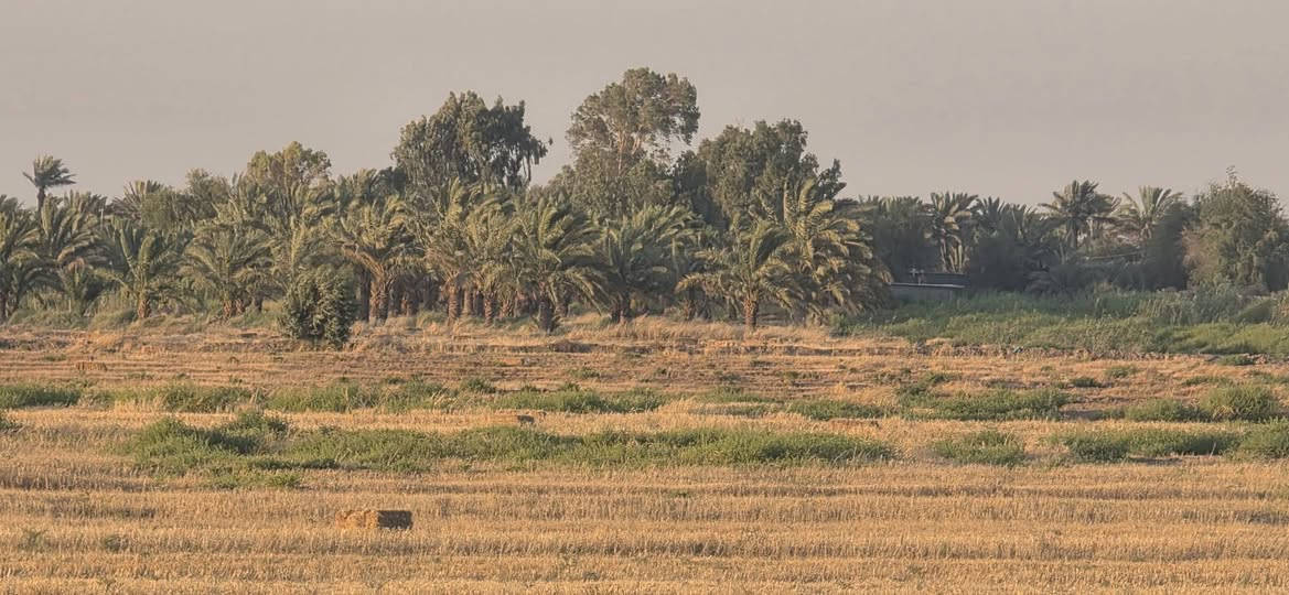 للايجار ارض زراعيه ضمان سنوي على نهر الغراف طريق موفقيه قرية عزيز العاتي مساحتة الأرض ٦٠ دونم مع بستان بيه مضخه كهرباء الأرض معدله ليزر تواصل على أرقام
***********
***********
للايجار ارض زراعيه ضمان سنوي على نهر الغراف طريق موفقيه قرية عزيز العاتي مساحتة الأرض ٦٠ دونم مع بستان بيه مضخه كهرباء الأرض معدله ليزر تواصل على أرقام
