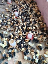 صواصي عرب أصلي • وجبة جديدة • جوز
