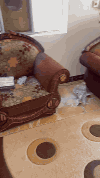 السلام عليكم تخم + بوفيا للبيع 
للاستفسار / ***********
