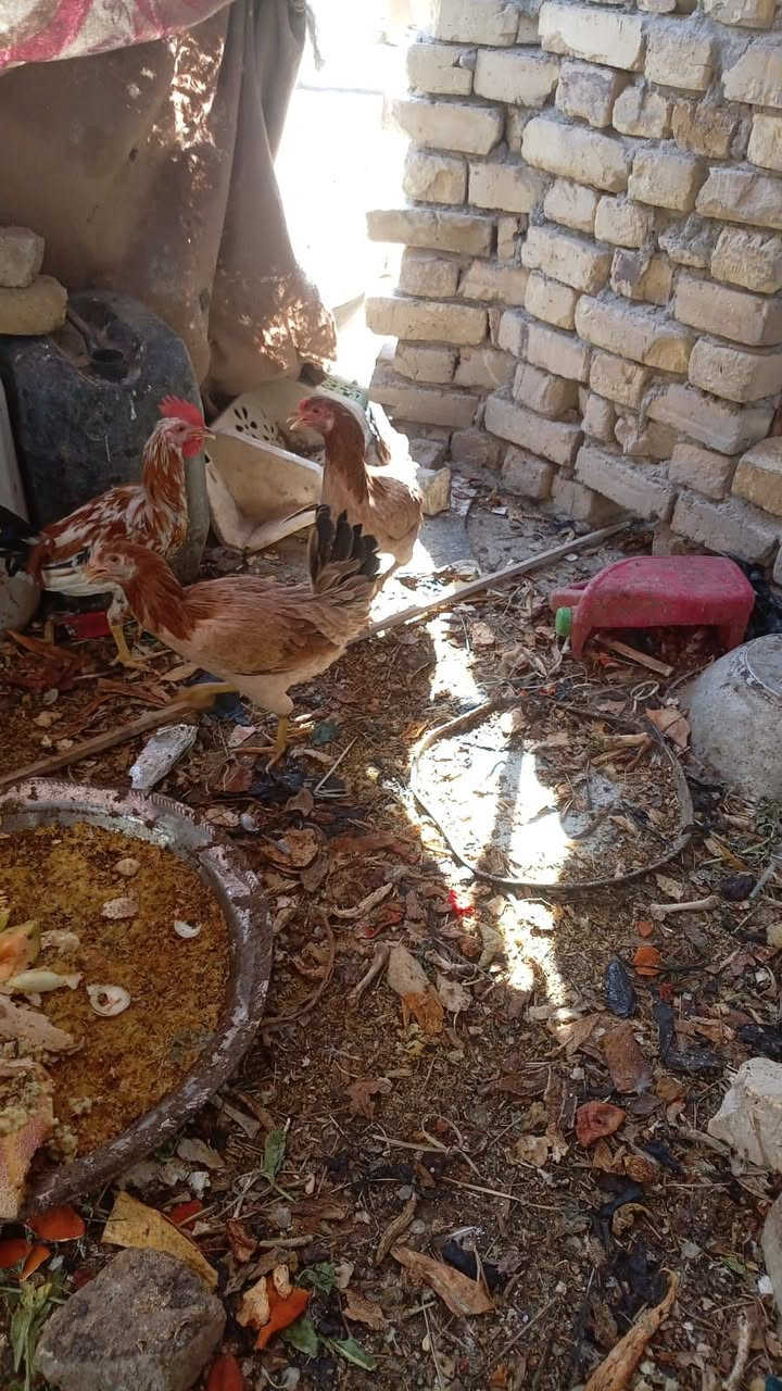 سلام عليكم دجاجات هراتي للبيع


**إذا كنت صاحب هذا الإعلان وتريد حذفه لأي سبب، رجاءا أرسل رسالة إلى الدعم الفني**