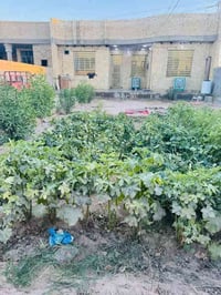 النجف شارع كربلاء • ٦٠٠م • طابو زرعي