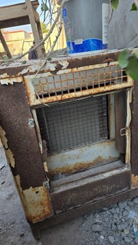 شنكا صيني • 20 كيفي • راس ملفوف