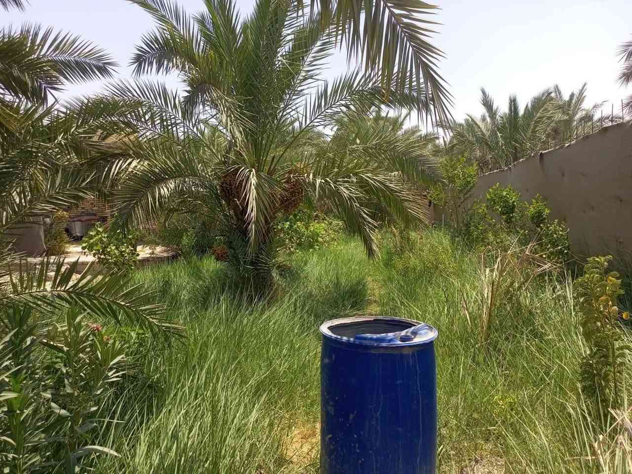 مكلف بالنشر 
طريق الشيباني خلف المعهد شارع بغداد ارض زراعي موقع حلو كافت  الخدمات دونم مسيج او كامل او بيه نخل اتريد كامل اتريد قطع خابر التفاصيل كامله 
***********
