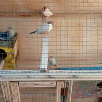 زوج جاوه • زوج قندوره • نساف بعلوان