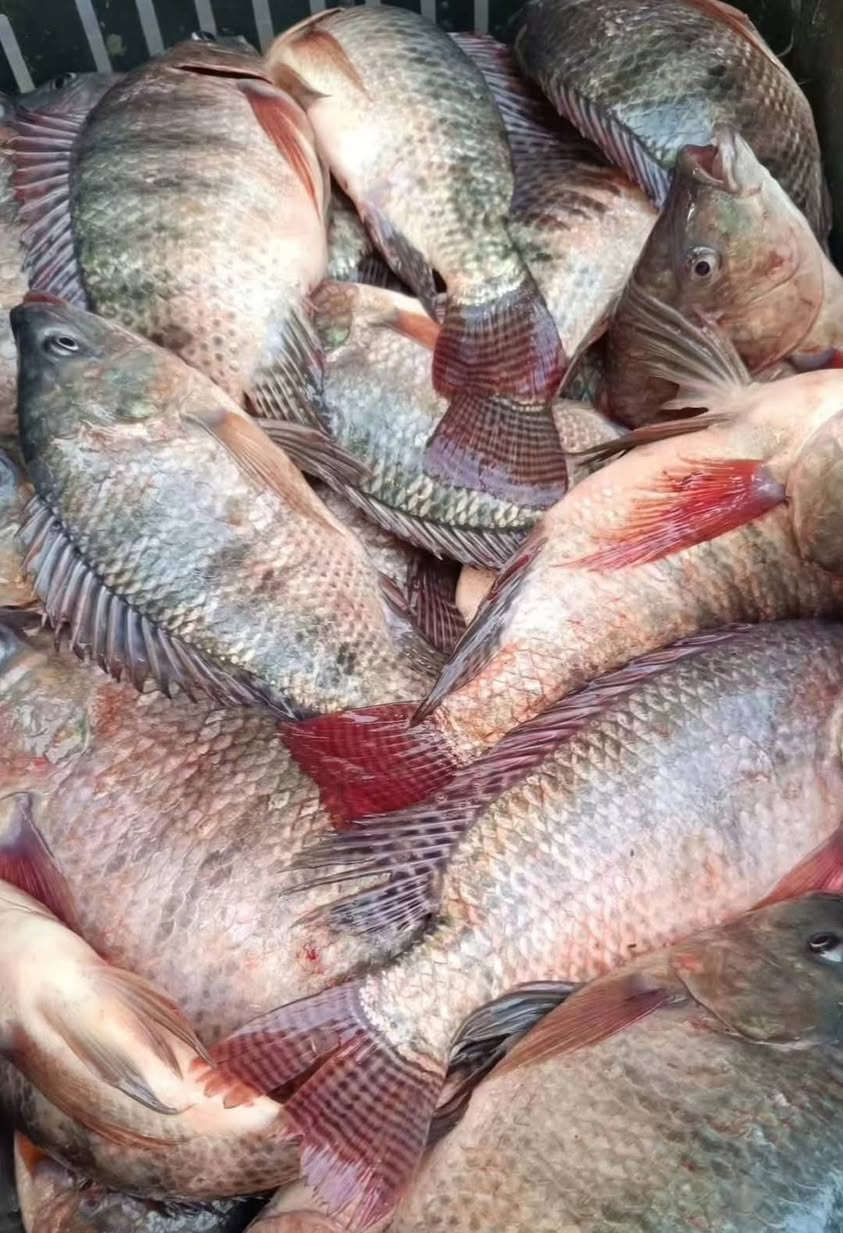 يا الله الهم صلي على محمد وآل محمد
باجر خميس وصلت وجبه اسماك حرا مال شط من كاعه مالح اطبخه بدون ملح شانك خشن حرش خشن وحرش ناعم سمج عدل جميع الأوزان مكاني حي العسكري قبل لا توصل البانزين خانه ***********
