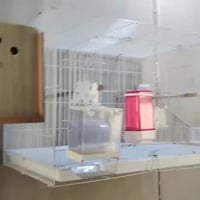 خانه ام الطير • حديد 60×40 • معالف ومشربيات