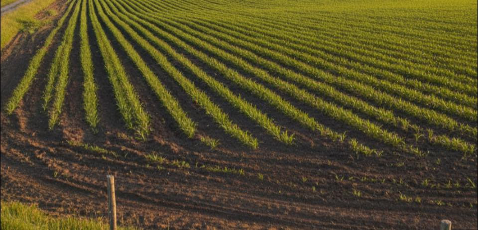 ثلاث مزارع  متجاورة للبيع و بموقع مميز في محافظة النجف الاشرف حيث تبعد عن المدينه الصناعية 5 كيلو يتوفر فيها كهرباء وطني ابار تعمل عليها مضخات و مستصلحة ايضا كذلك تمتاز هذه المزارع بوجود تبليط المساحة الكلية للمزارع 530 دونم اقل مساحة ممكن بيعها 75 دونم العنوان النجف الاشرف قرب قصر الرحبة تبعد عن مرقد الامام علي عليه السلام 29 كيلو تبليط 
للتواصل 
***********
