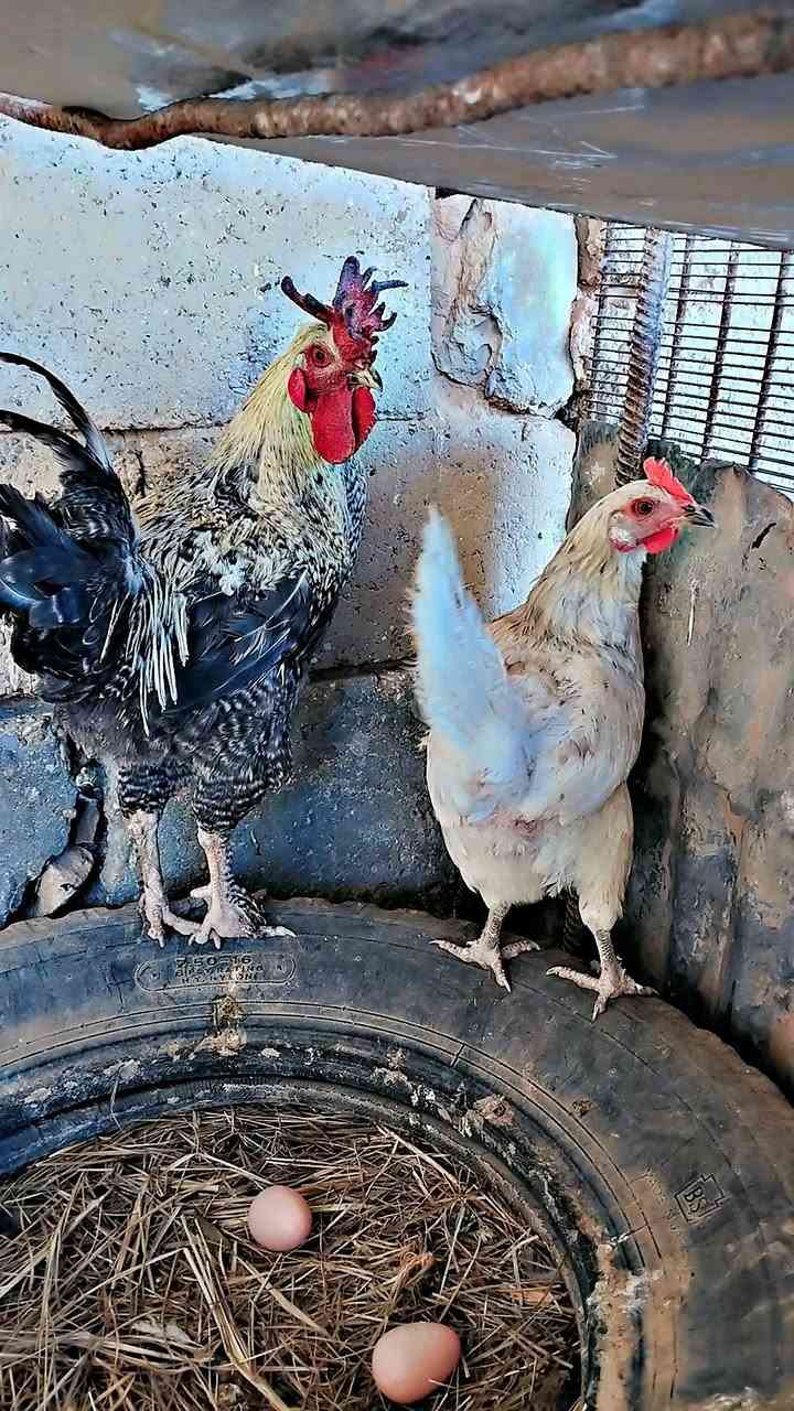للبيع دجاج عرب زوج 25 وديج ب 15 ولفسيفسه كاركه بدون بيض سعر 30 ولبراهما ب 15 مكان حديثه


**إذا كنت صاحب هذا الإعلان وتريد حذفه لأي سبب، رجاءا أرسل رسالة إلى الدعم الفني**