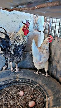 دجاج عرب • براهما • حديثه
