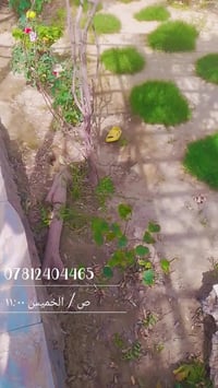 الولاية حي الدسيم • ١٦٠م • واجهة شط