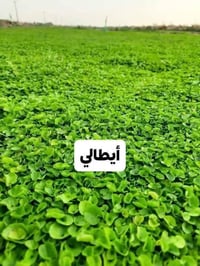 ثيل ديالى • ثيل هندي • توصيل ٢٤ساعة
