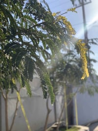 ب25 مليون للدونم الواحد تباع شلع 3 دوانم ونص طابو زراعي سند 25 على طاب...