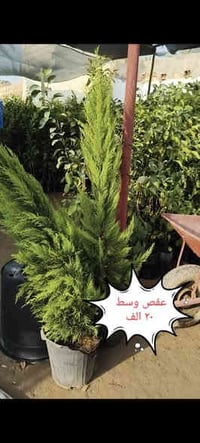 نباتات ضلية وخارجية • توصيل مجاني • كربلاء