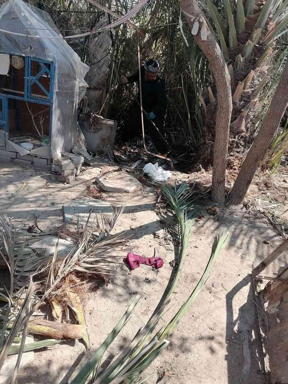 عندي هاي 5 نخلات للبيع اليريد يسويهن جمار او بيهن يمكن 3 عدلات ينزرعن وسعر مناسب صويره حي الزهور *********** واكو بعد زغار ماصورتهن
