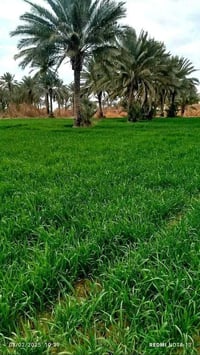 طابو زراعي • ٢ دونم • بابل الكفل الشهابية