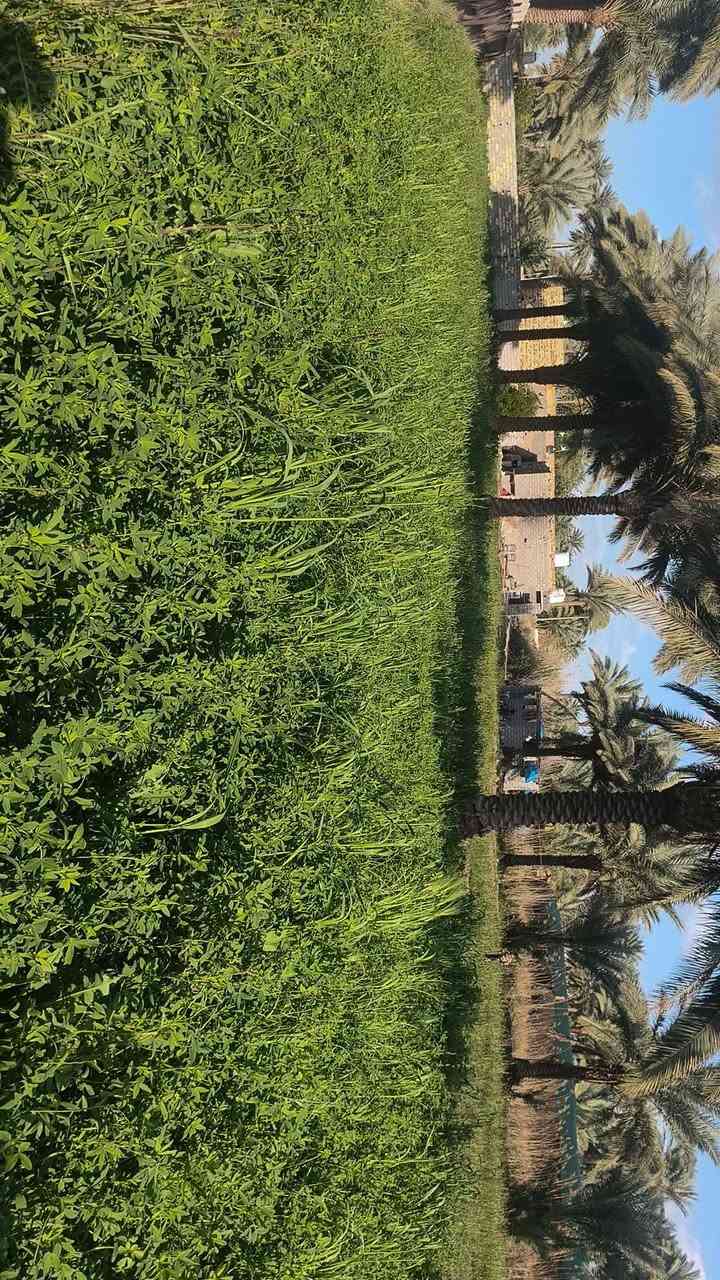 🔔 للبيع | عقار – أرض زراعية مع بيوت سكنية
📍 الموقع: حلة – مجرية، قريب جدًا من مدرسة جماهير
🟢 تفاصيل العقار:
أرض زراعية مساحتها 2 دونم
بيتين سكنيين (بيت ثاني بناء جديد)
كل بيت يحتوي على:
غرفتين 🛏
مطبخ 🍽
صاله
مجمع صحيات مستقل 🚿
🟢 توزيع المساحة:
مقابل البيت: نصف دونم
خلف البيوت: 1.5 دونم
مضيف خارجي بطول 12 متر
🌴 مميزات إضافية:
حديقه داخليه 
أكثر من 20 نخلة حمالة
خدمات كاملة: ماء وكهرباء ⚡💧
التبليط قيد العمل وقريب الإنجاز
مجاور نهر حمزاويه 
موقع هادئ ومناسب للسكن 
قريب من الخدمات والمدارس
ارض طابو زراعي سند 25
📞 للاستفسار والمعاينة التواصل _ ‏‪***********‬‏
