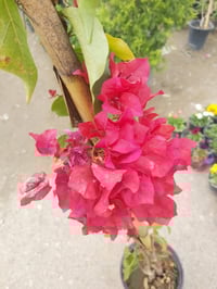 جهنمي متسلق • اكثر من متر • تقطاع سبعه نيسان