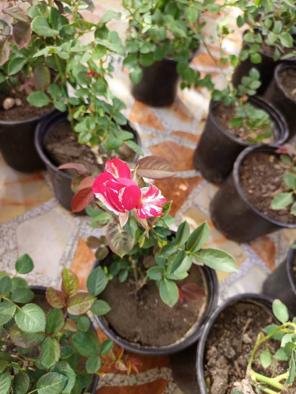 ورد عراقي سلطاني عطري ٢٥٠٠ 
الوان سعر ٢٠٠٠ 
توصيل موجود


**إذا كنت صاحب هذا الإعلان وتريد حذفه لأي سبب، رجاءا أرسل رسالة إلى الدعم الفني**