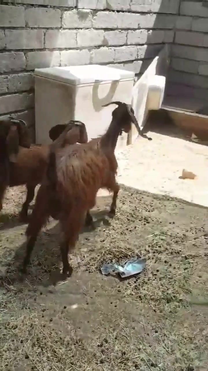 يوجد عنز ورها توم شرط نصاحه بيجي حي العصري رقم 📱 ***********
