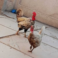 ديج نشيط • دجاجة بياضة • ابو ركيبة