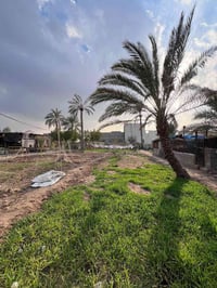 نص دونم • وقف سني مسجل • بستان نخيل