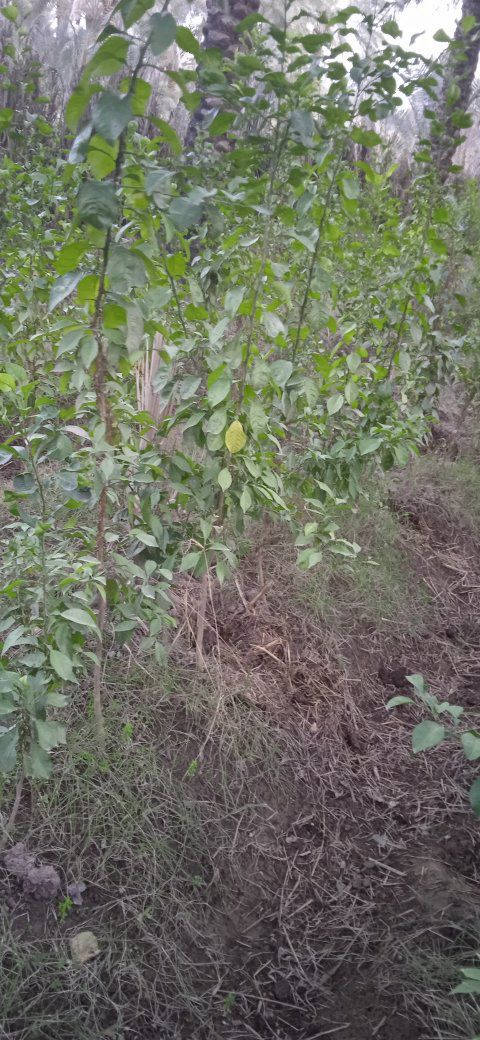 السلام عليكم متاح دايه نارنج ابو الطينه كميه قليله للبيع مفرد او جمله للستفسار ع خاص


**إذا كنت صاحب هذا الإعلان وتريد حذفه لأي سبب، رجاءا أرسل رسالة إلى الدعم الفني**