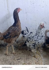 دجاج • دجاج للبيع • دجاجة • حيوانات للبيع • طيور • دواجن • بيع دجاج