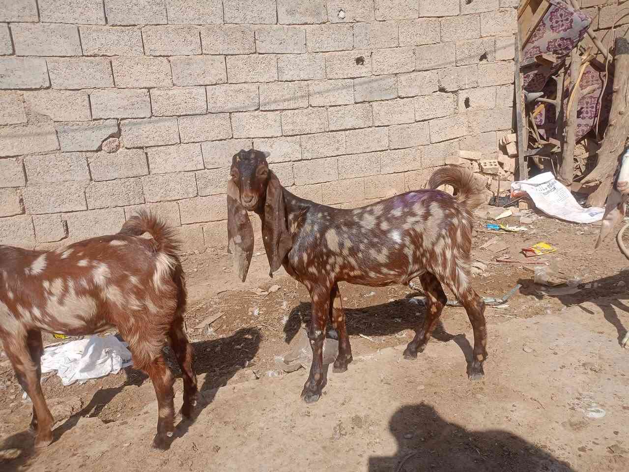 3 صخول نمريات درجة اولى فحل وصخلتين للبيع  الشراي يتصل ***********
