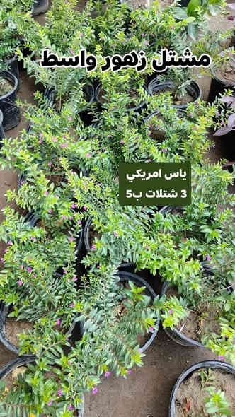 مستمرين وياكم بالعروض 4شتلات بسعر 5000 واكو 3 ب2
الشتلات كلهن دائمي صيف وشتاء وتكدر تختار من كل نوع وحده عادي  
يفتح المشتل طيله ايام الاسبوع من الساعه 7:00 صباحا والى الساعه : 8:30 ليلا
#مشتل_زهور_واسط العنوان كوت فلكه الحاوي شارع مجمع دمشق الطبي مقابل ابتدائية الكوت للتعليم الأساسي #يوجد_توصيل_داخل_الكوت
*********** لطلب والاستفسار واتساب  او مراسله الصفحه الشخصيه بلال الواسطي🌹😊
