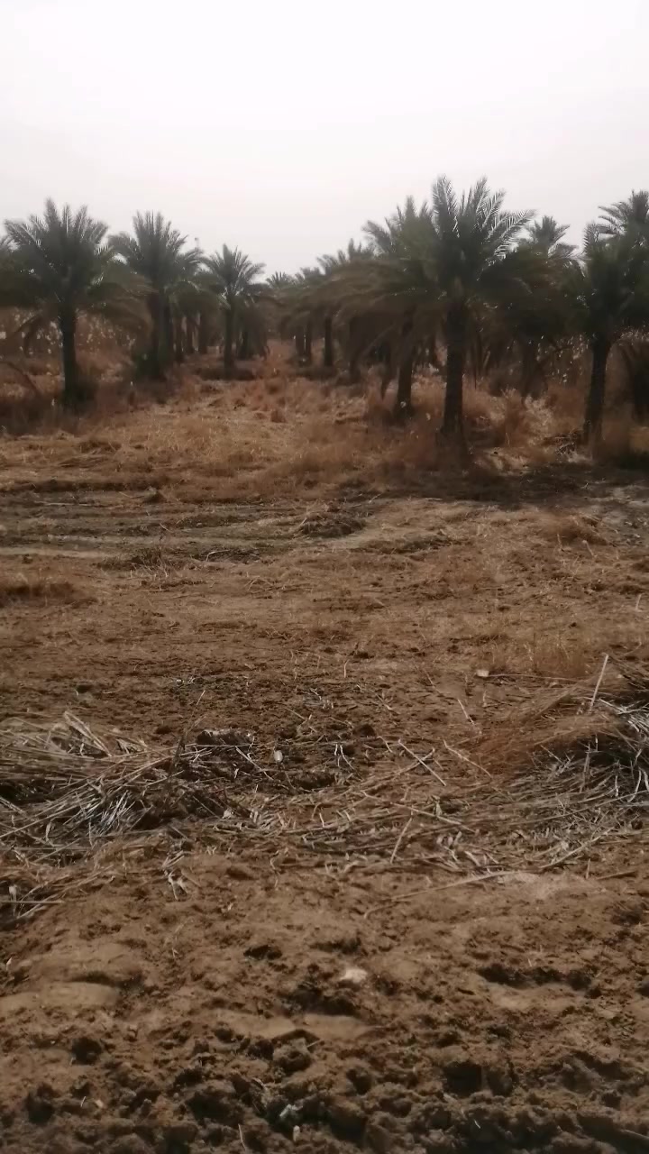 ارض استثماريه دونمين و400م سند 25 طريق بغداد كربلاء عامود 365 الشارع العام سند 25 بأسم البائع. مجاور بانزيخانه حميد ابوالجام. ماء أساله وسقي للاستفسار *********** ابوعلي
