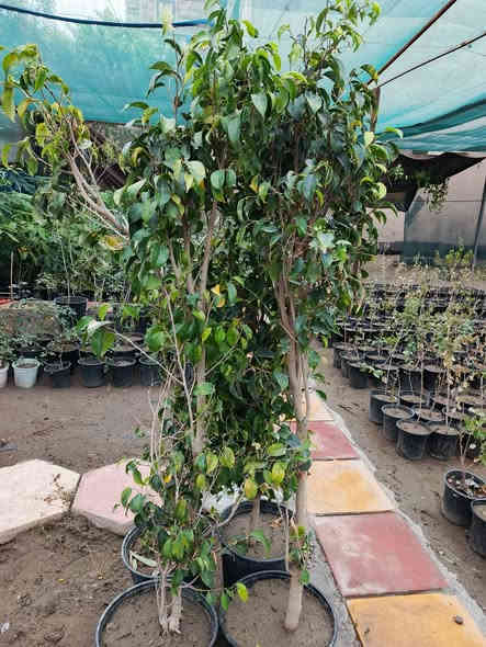 #ياعلي 
وصلت وجبه جديده من النباتات والأشجار الدائميه
توصيل متوفر لجميع مناطق المسيب 🛵
للحجز والاستفسار مراسله الصفحه او الاتصال على الرقم التالي:
***********☎️
