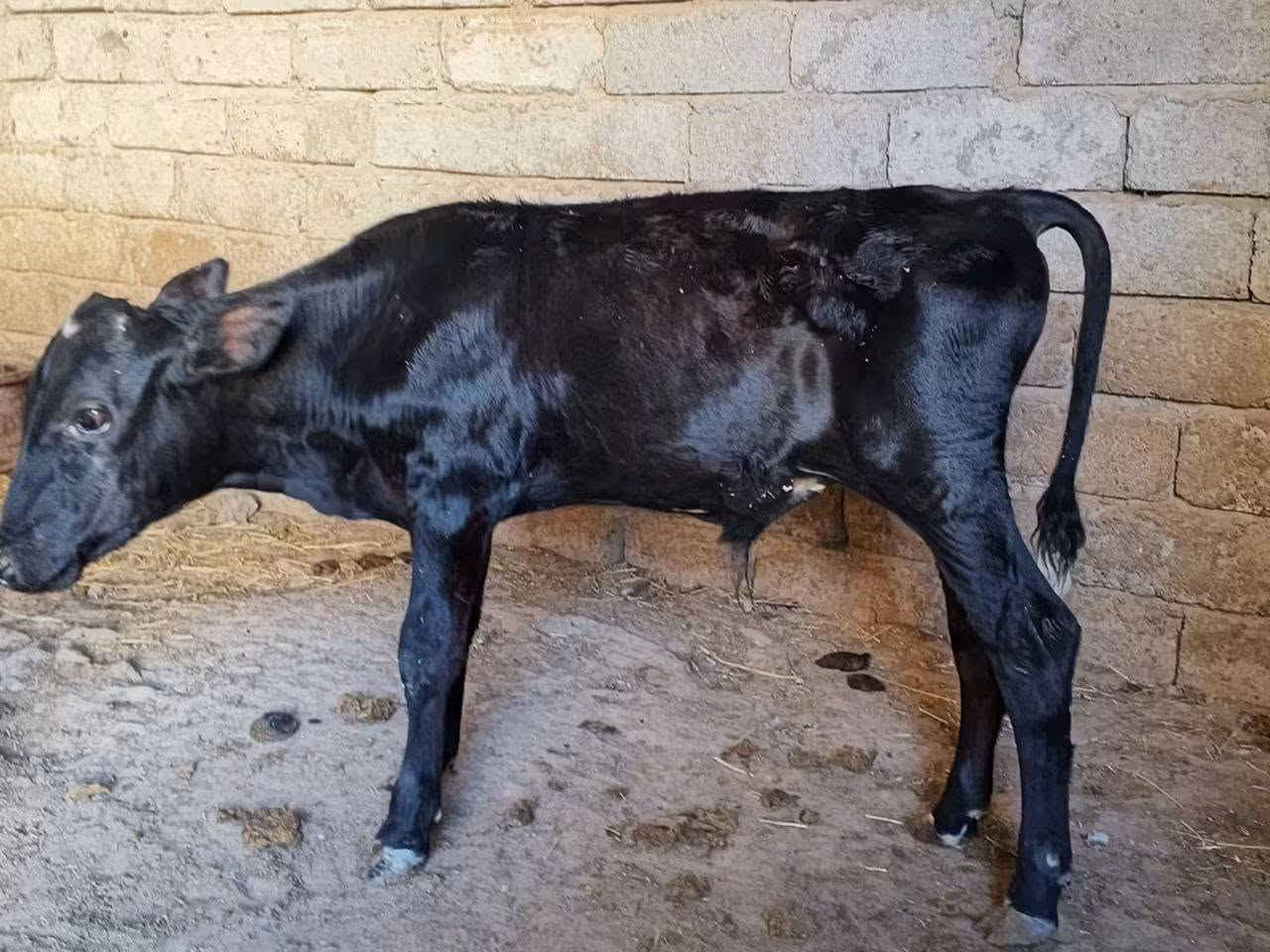 السلام عليكم
اخوان يوجد جوز حوالي جنس اصليات مالات ربط نصاحه شرط وين اهل نضيف 
واحد بوكاني اصلي واحد هولندي الاصلي 
*********** 
شرقاط قريه شكراً
