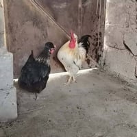 دجاج • دجاج للبيع • حيوانات للبيع • دواجن • كربلاء • الحسينيه