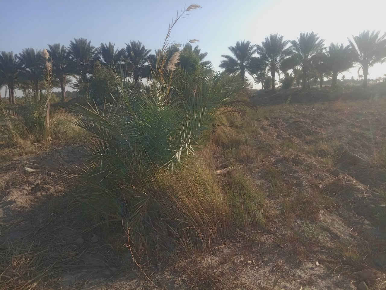 السلام عليكم بسم الله الرحمن الرحيم توجد لدينا أرض للبيع المساحة 7دوانم الجنس أصلاح زراعي أرض جدا جميله وتصلح ألى المستثمرين تصلح حقول أبقار وتصلح بحيرات اسماك وتصلح حقول دجاج وتصلح نخيل البرحي ألارض مباشر على الشط ٨٠متر واجهيه كلها على الشط متوفره كافة الخدمات مأء اساله وكهرباء وشارع ١٠متر سبيس قيد الانشاء الموقع بابل الحمزه الغربي خيكان قرب الدولي الجديد للاستفسار الاتصال على الرقم التالي
*********** او مراسلة الصفحه خاص
***********
