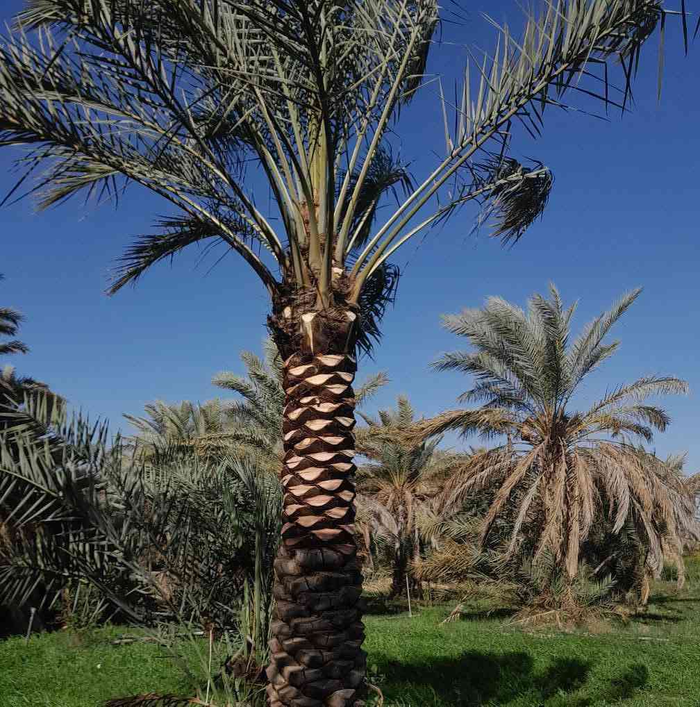 سلام عليكم اشتغل تكريب وتنضيف وتلقيح النخل وعندي منشار لتقطيع النخل والاشجار وهذا شغلي وهذا رقمي ***********
