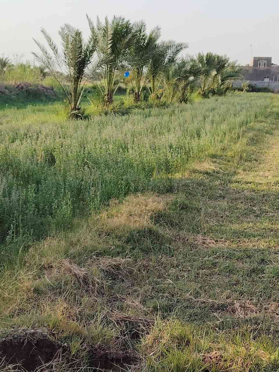 سلام عليكم يوجد دونم البيع توجد فيها كل خدمات ماء كهرباء وتبليط عنوان طريق حله بغداد 
منطقه فنديه اتصل ***********
