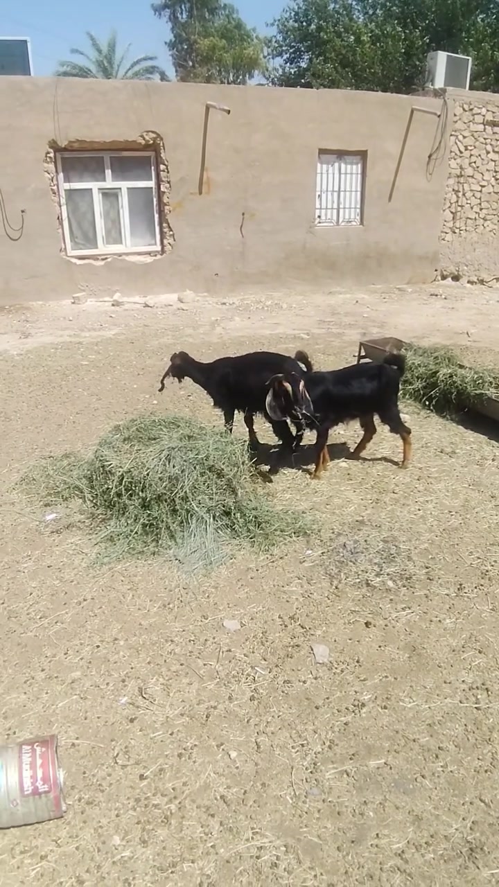 اخوان جذاع معز 2 سن وشطر ونصاح وشرط محنيات شرط السعر الزوج 400العنوان الانبار حديثه حقلانيه الاستفسار *********** يوجد توصيل حسب الاتفاق
