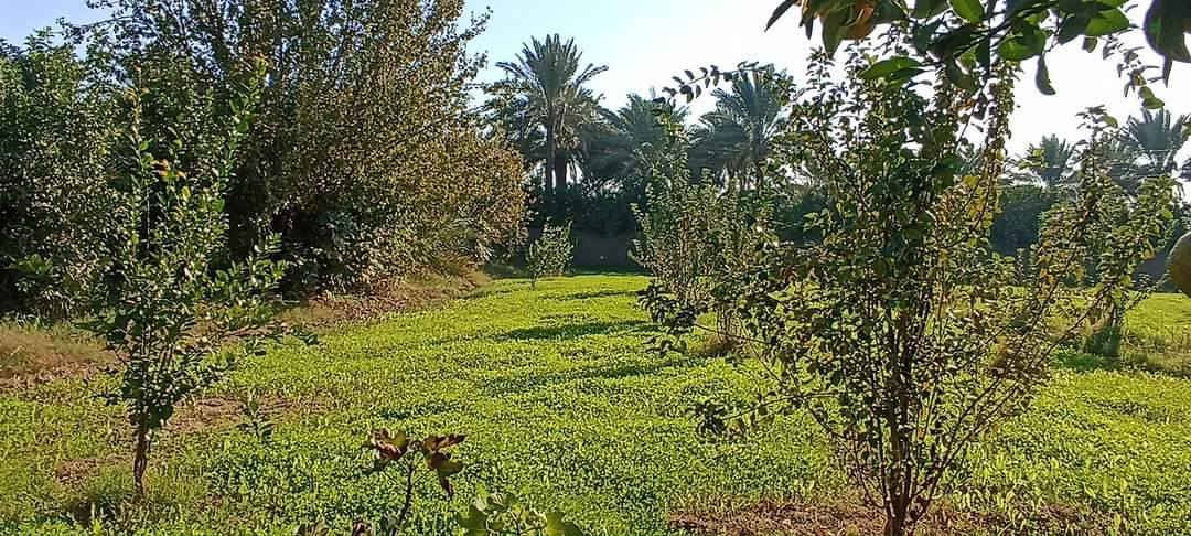 سلام عليكم يتوفر 3 دوانم سند 25 تحويل ثاني يوم بسم المشتري العنوان المدائن الجعاره  شارع سيد علي 
تفاصيل الاتصال وبيك خير ودلل بدارة أبو فهد العيساوي ***********
***********
