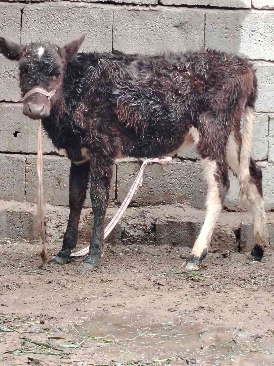 السلام عليكم
للبيع حوليه جنس ترهم ربط وجنيه عمرها ٤ أشهر وشرط النصاحه السعر 725 وبيها مجال قليل الاستفسار الاتصال على الرقم *********** // ***********
