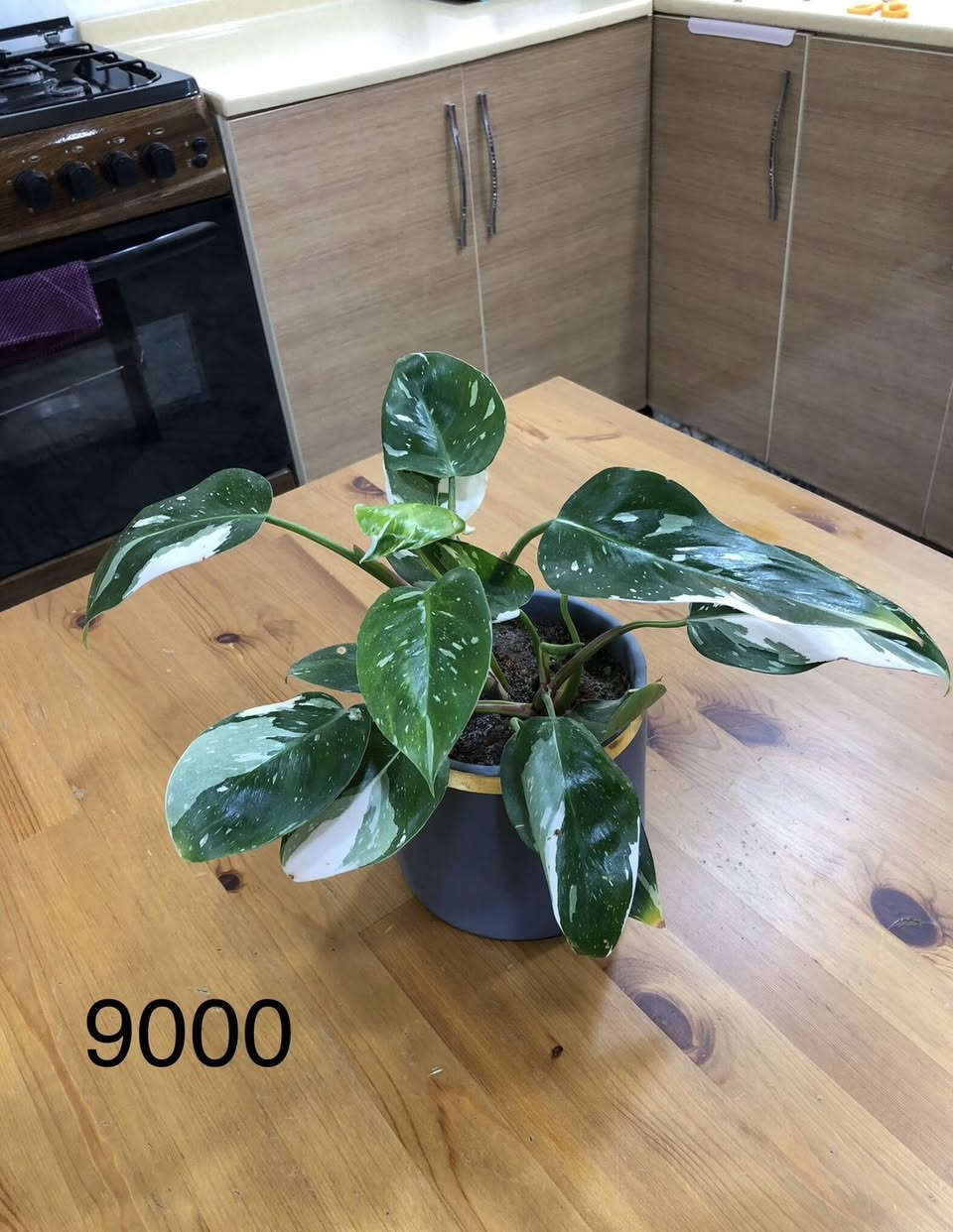 بۆ فرۆشتن گەیاندنمان هەیە


**إذا كنت صاحب هذا الإعلان وتريد حذفه لأي سبب، رجاءا أرسل رسالة إلى الدعم الفني**