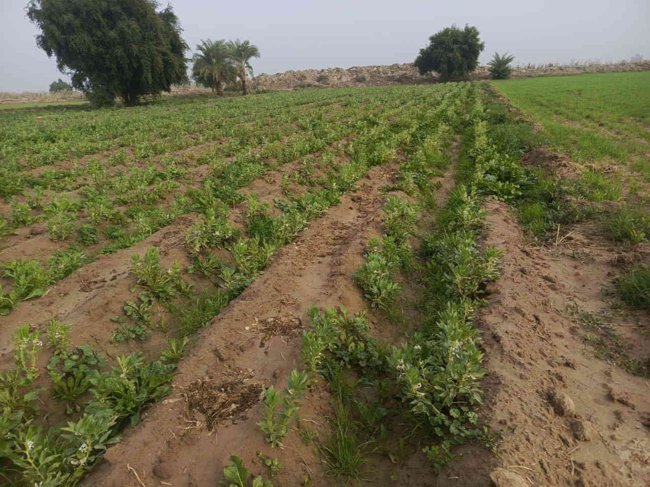 #يالله 
40 دونم للبيع
سند 117
المكان ابو سبع علئ طريق الميمونه

الدونم بيهن نخل حوالي 300 نخله
مع ابيوت  2 كاملات
 وبيت هيكل

خدمات كامله ماء كهرباء تبليط
قرب مدرسه ثانويه الشيخ الطوسي

السعر الدونم الواحد 13. مليون وبيه مجال

الاتصال ع الارقام التاليه او مراسلتنا عبره الواتساب
***********
***********

#ملاحظه"لدينا جميع البيوت والقطع الاراضي بأسعار مناسبه
 
#وجاهزين" لعرض البيوت والقطع الاراضي
