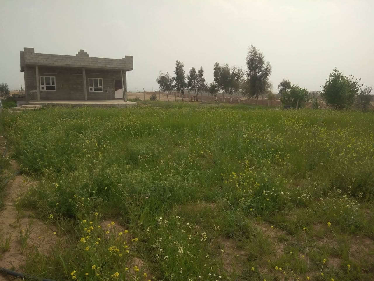 سالم عليكم مزرعه زراعي للبيع مساحه الارض دونم موجود ابداخله بيت مساحه 200 متر أو بيه بير ماه اوبيه كهرباء 
أو بستان كامل مكان المزرعه كركوك كوباني ابصف الجسر كوباني الجديد الحولي
***********
***********. سعر مناسب /ملاحظة مامتواجد على الفيس اتصل أو تدلل
