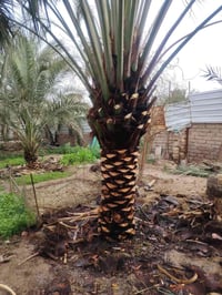 اخوان اليريد تلقيح نخل أو تنظيف يتصل على رقمي  بانسب الأسعار  الاسيا 0...